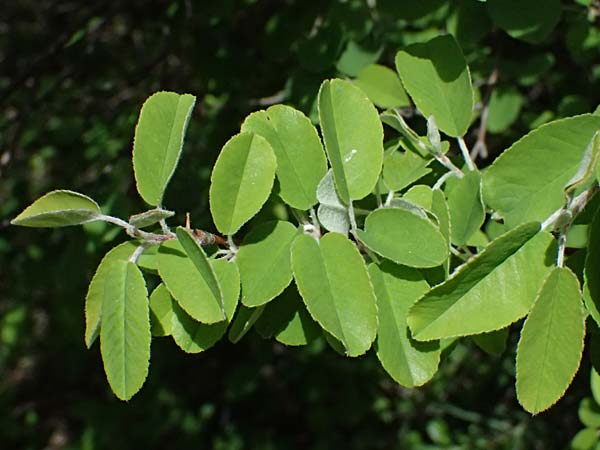 Amelanchier ovalis \ Gewhnliche Felsenbirne / European Service Berry, A Bad Vöslau 12.5.2025
