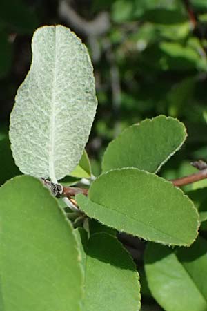Amelanchier ovalis \ Gewhnliche Felsenbirne / European Service Berry, A Bad Vöslau 12.5.2025