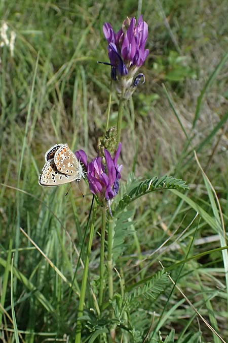 Astragalus onobrychis \ Esparsetten-Tragant, Langfahnen-Tragant / Sainfoin Milk-Vetch, A Krems 11.6.2026