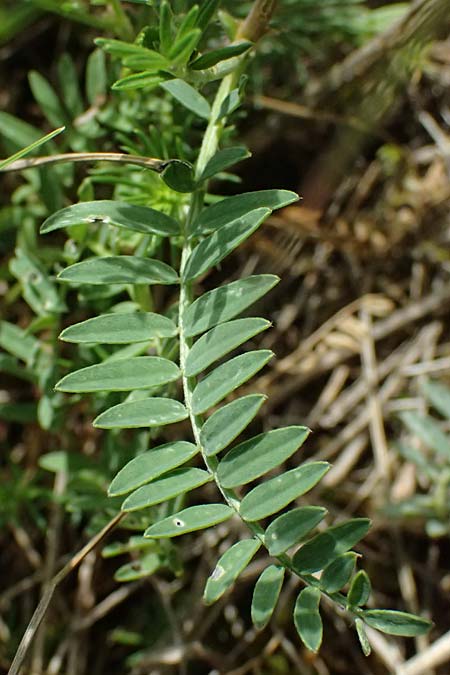 Astragalus onobrychis \ Esparsetten-Tragant, Langfahnen-Tragant / Sainfoin Milk-Vetch, A Krems 11.6.2026