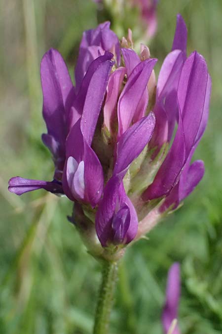 Astragalus onobrychis \ Esparsetten-Tragant, Langfahnen-Tragant / Sainfoin Milk-Vetch, A Krems 11.6.2026