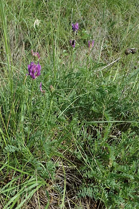 Astragalus onobrychis \ Esparsetten-Tragant, Langfahnen-Tragant / Sainfoin Milk-Vetch, A Krems 11.6.2026