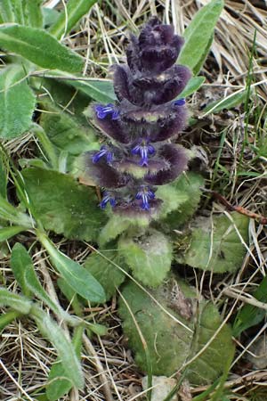 Ajuga pyramidalis \ Pyramiden-G�nsel / Pyramidal Bugle, A Kirchberg am Wechsel 12.5.2025