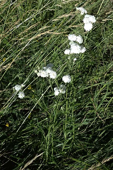 Achillea ptarmica agg. \ Sumpf-Schafgarbe / Sneezewort, A Zell am See 29.6.2025