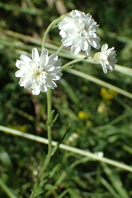 Achillea ptarmica agg. \ Sumpf-Schafgarbe / Sneezewort, A Zell am See 29.6.2025
