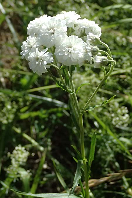 Achillea ptarmica agg. \ Sumpf-Schafgarbe / Sneezewort, A Zell am See 29.6.2025
