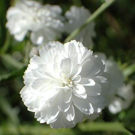 Achillea ptarmica agg. \ Sumpf-Schafgarbe / Sneezewort, A Zell am See 29.6.2025