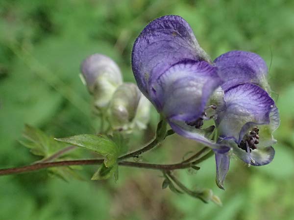 Aconitum degenii subsp. paniculatum \ Rispiger Eisenhut, Bunter Eisenhut / Branched Monk's-Hood, A Kaprun 10.8.2025