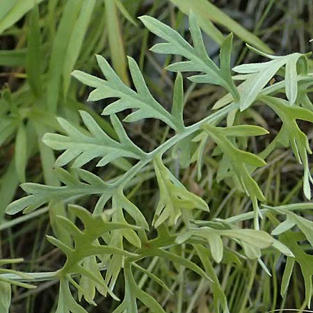 Artemisia pancicii \ Waldsteppen-Beifu� / Pancic's Wormwood, A Bisamberg 12.8.2025