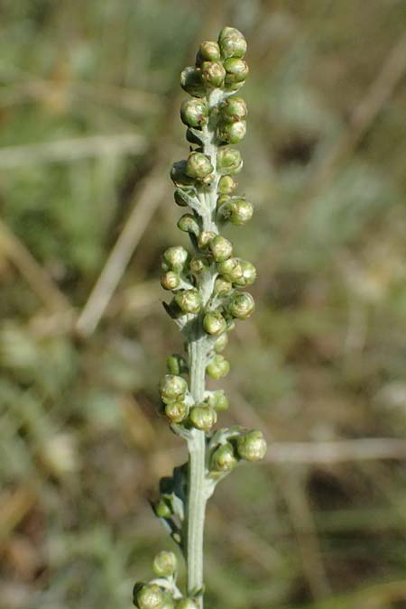 Artemisia pancicii \ Waldsteppen-Beifu� / Pancic's Wormwood, A Bisamberg 12.8.2025