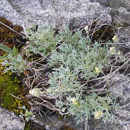 Artemisia umbelliformis \ Edel-Raute, A Malta - Tal 19.7.2010