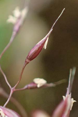 Agrostis rupestris \ Felsen-Strau�gras / Rock Bentgrass, A Seckauer Tauern, Brandst&auml;tter T&ouml;rl 1.7.2021