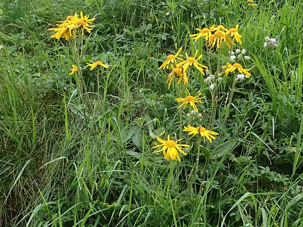 Arnica montana \ Bergwohlverleih, Arnika, A Felbertal, Hintersee 4.7.2025