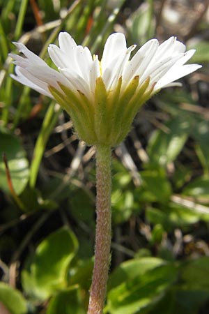 Aster bellidiastrum \ Alpen-Maliebchen / Daisy Star, A Kärnten/Carinthia, Petzen 2.7.2010
