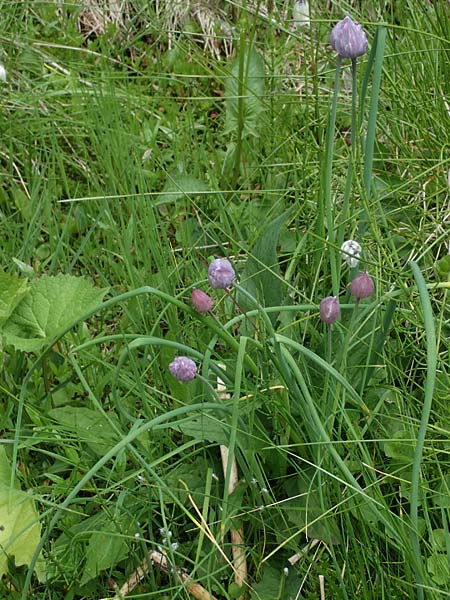 Allium schoenoprasum \ Schnitt-Lauch / Chives, A Kärnten/Carinthia, Koralpe 4.7.2023