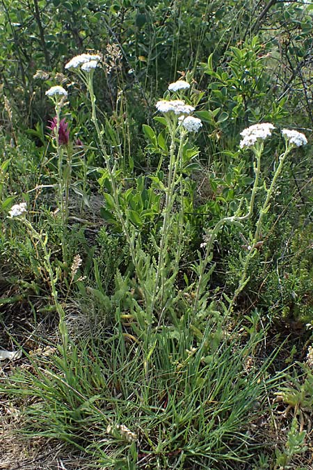 Achillea setacea / Fine-Leaved Milfoil, A Eggenburg 9.5.2025