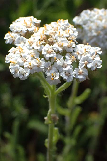 Achillea setacea / Fine-Leaved Milfoil, A Eggenburg 9.5.2025