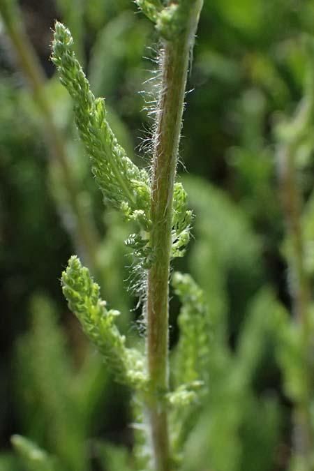 Achillea setacea / Fine-Leaved Milfoil, A Eggenburg 9.5.2025