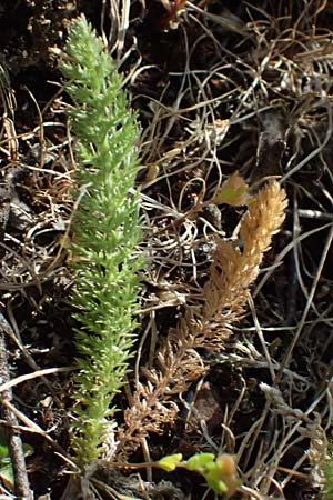 Achillea setacea / Fine-Leaved Milfoil, A Eggenburg 9.5.2025