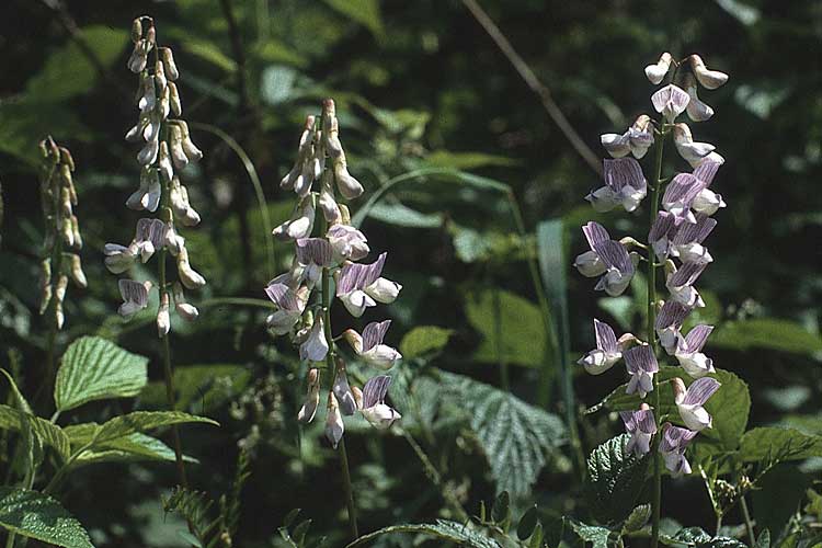 Vicia sylvatica \ Wald-Wicke, A Almajur - Tal 13.7.1987