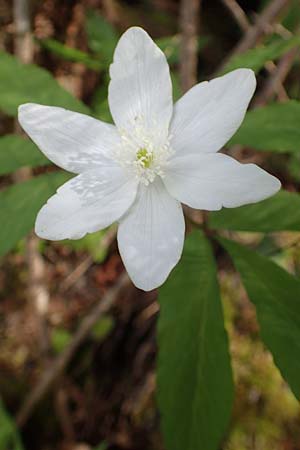 Anemone trifolia \ Dreiblatt-Anemone, A K&auml;rnten, St. Paul im Lavanttal 16.5.2016