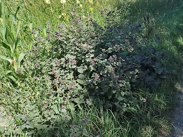 Arctium tomentosum \ Filzige Klette, A Weinviertel,  Staatz 12.8.2025