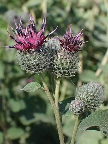 Arctium tomentosum \ Filzige Klette, A Weinviertel,  Staatz 12.8.2025