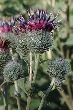 Arctium tomentosum \ Filzige Klette, A Weinviertel,  Staatz 12.8.2025