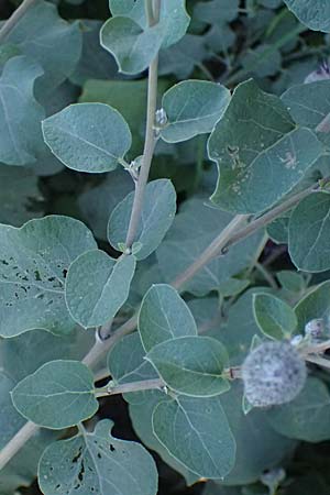 Arctium tomentosum \ Filzige Klette, A Weinviertel,  Staatz 12.8.2025