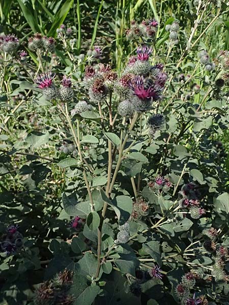Arctium tomentosum \ Filzige Klette, A Weinviertel,  Staatz 12.8.2025