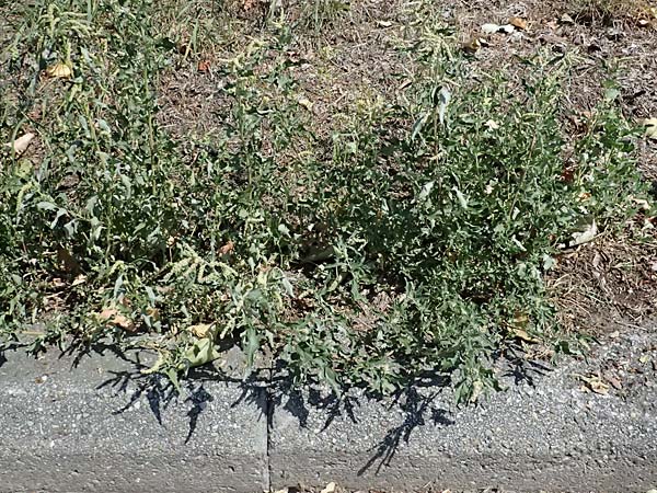 Atriplex tatarica \ Tataren-Melde / Tatarian Orache, A Wien 13.8.2025