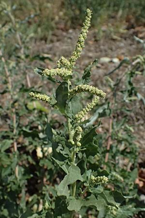 Atriplex tatarica \ Tataren-Melde / Tatarian Orache, A Wien 13.8.2025