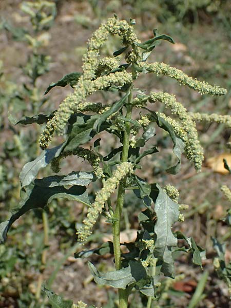 Atriplex tatarica \ Tataren-Melde / Tatarian Orache, A Wien 13.8.2025