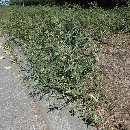 Atriplex tatarica \ Tataren-Melde / Tatarian Orache, A Wien 13.8.2025