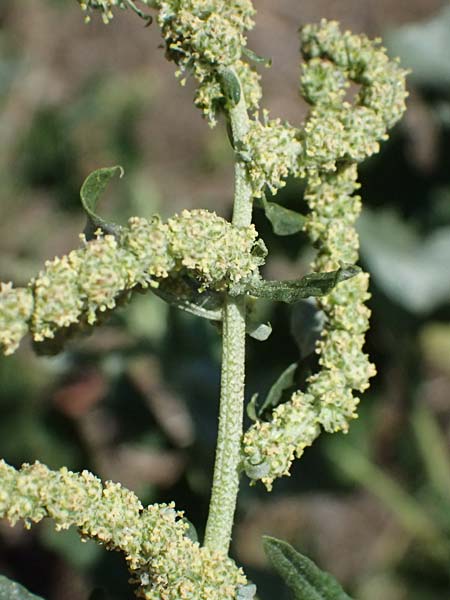 Atriplex tatarica \ Tataren-Melde / Tatarian Orache, A Wien 13.8.2025