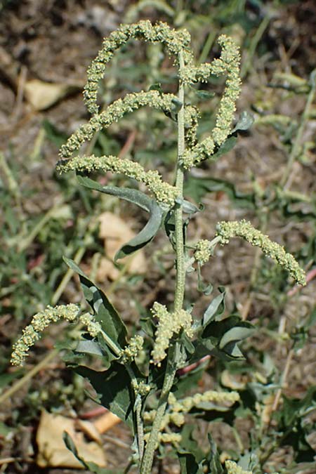 Atriplex tatarica \ Tataren-Melde / Tatarian Orache, A Wien 13.8.2025
