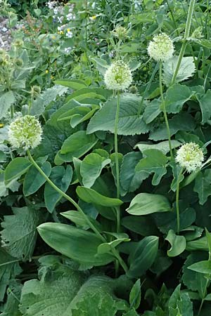 Allium victorialis / Alpine Leek, A Trenchtling 6.7.2024