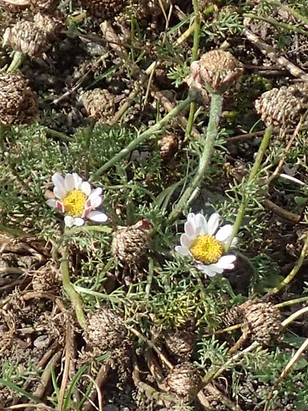 Anacyclus pyrethrum / Flattened Alexander's Foot, A Maria Luggau 12.7.2019