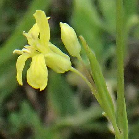 Sisymbrium volgense \ Wolga-Rauke, A Wien-Stammersdorf 13.6.2026