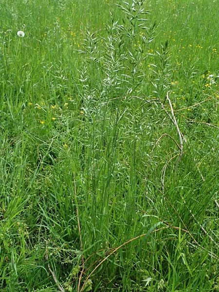 Bromus hordeaceus agg. \ Weiche Trespe, A Gaspoltshofen 9.5.2025