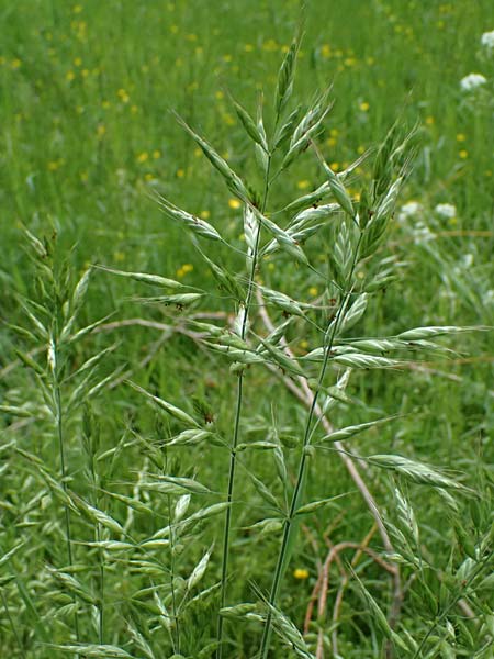 Bromus hordeaceus agg. \ Weiche Trespe, A Gaspoltshofen 9.5.2025