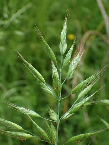 Bromus hordeaceus agg. \ Weiche Trespe, A Gaspoltshofen 9.5.2025