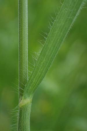 Bromus hordeaceus agg. \ Weiche Trespe, A Gaspoltshofen 9.5.2025