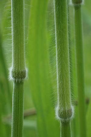 Bromus hordeaceus agg. \ Weiche Trespe, A Gaspoltshofen 9.5.2025