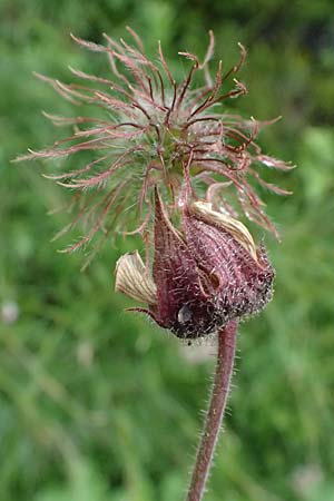 Geum rivale \ Bach-Nelkenwurz / Water Avens, A Admont 7.7.2024