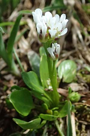 Cardamine alpina \ Alpen-Schaumkraut, A Kolm Saigurn 2.7.2025