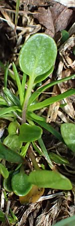 Cardamine alpina \ Alpen-Schaumkraut, A Kolm Saigurn 2.7.2025