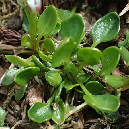 Cardamine alpina \ Alpen-Schaumkraut, A Kolm Saigurn 2.7.2025