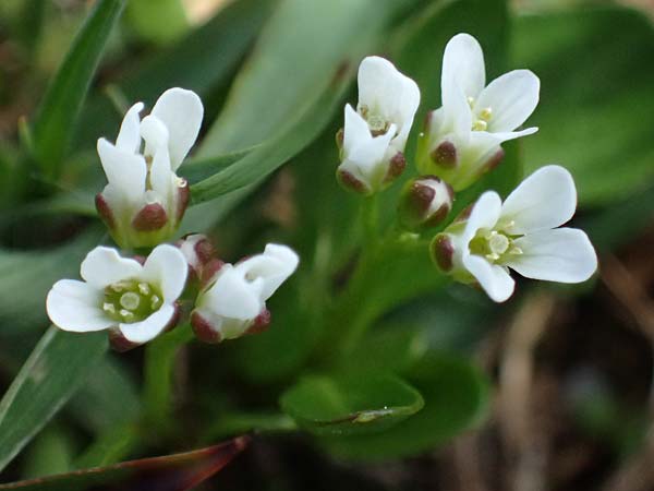 Cardamine alpina \ Alpen-Schaumkraut, A Kolm Saigurn 2.7.2025