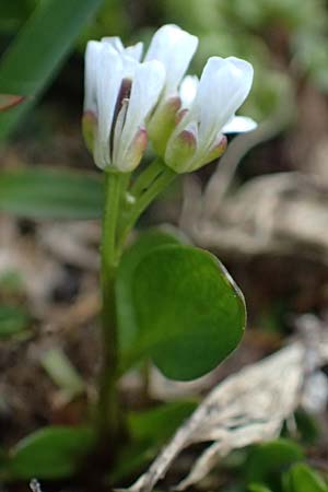 Cardamine alpina \ Alpen-Schaumkraut, A Kolm Saigurn 2.7.2025